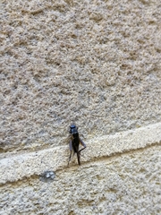 Teleogryllus commodus