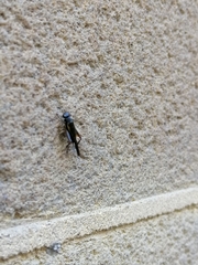 Teleogryllus commodus