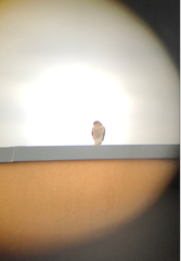 Accipiter nisus