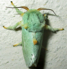 Coenobasis argentilinea