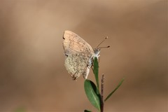 Paralucia pyrodiscus lucida
