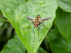 Dexia fulvifera