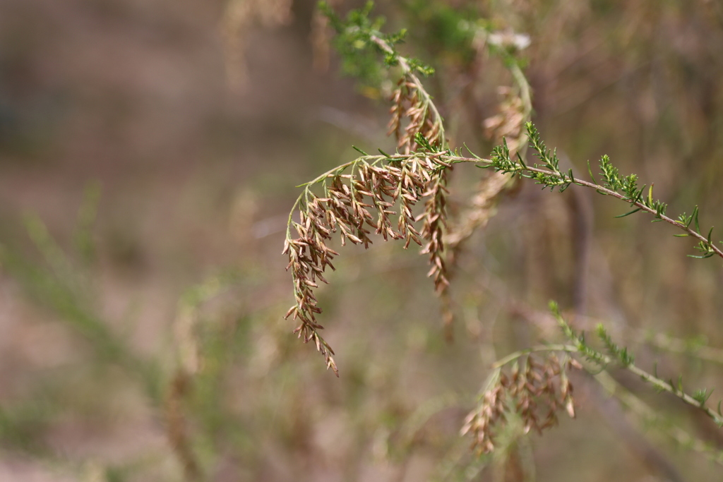 Sifton Bush from Melbourne VIC, Australia on March 07, 2021 at 0227 PM by Garry French