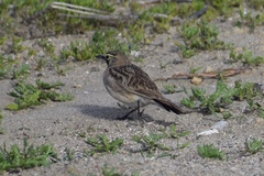 Eremophila alpestris actia