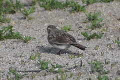 Eremophila alpestris actia