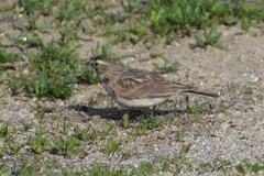 Eremophila alpestris actia