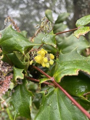 Berberis japonica