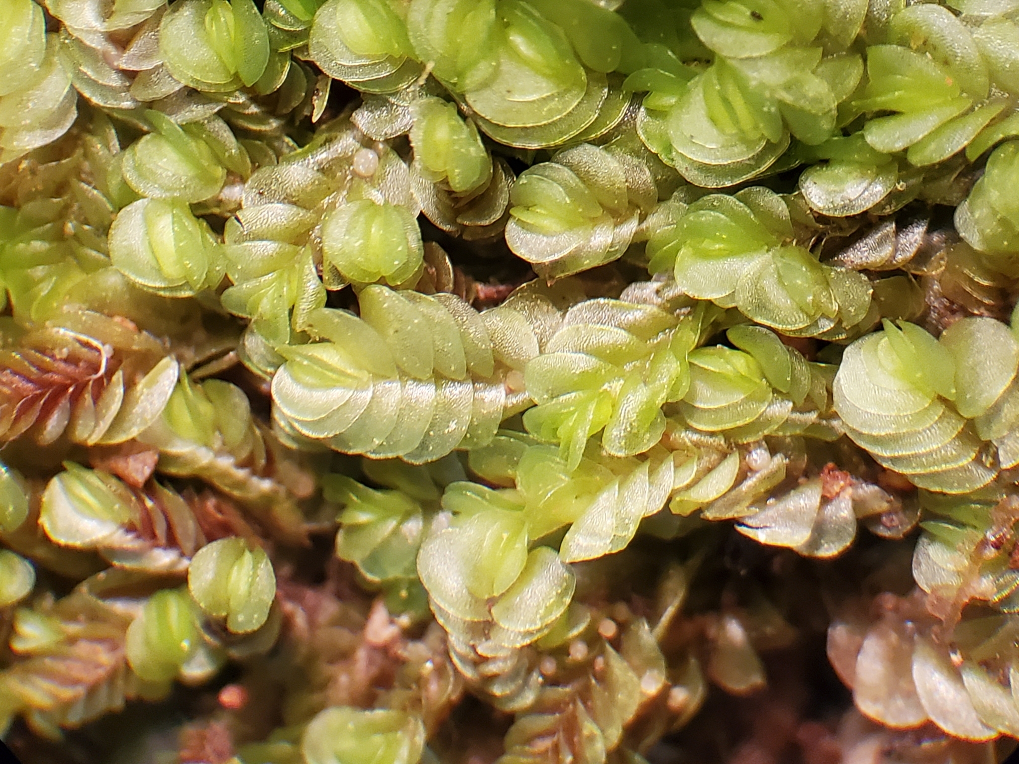 Gyrothyra underwoodiana