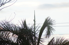 Melanerpes chrysogenys