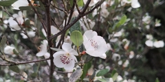Eucryphia lucida