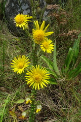 Berkheya rhapontica