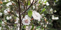 Eucryphia lucida