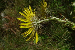 Berkheya rhapontica