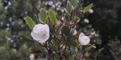 Eucryphia lucida