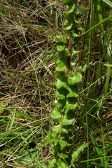Berkheya rhapontica