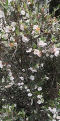 Eucryphia lucida