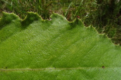 Berkheya rhapontica