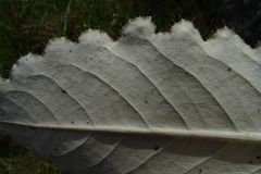 Berkheya rhapontica