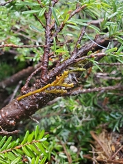 Arceuthobium tsugense