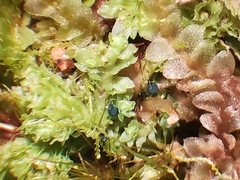 Mniaecia jungermanniae