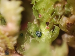 Mniaecia jungermanniae