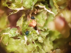 Mniaecia jungermanniae