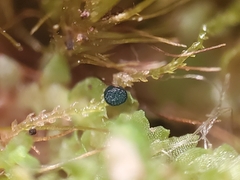 Mniaecia jungermanniae