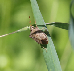 Euschistus conspersus