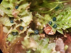 Mniaecia jungermanniae