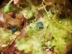 Mniaecia jungermanniae