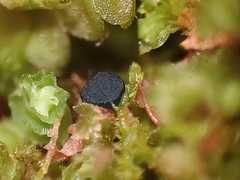 Mniaecia jungermanniae
