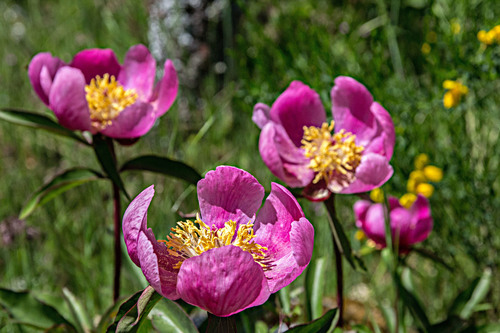 Paeonia broteri