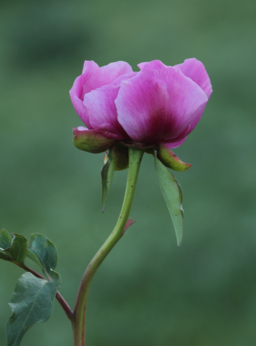 Paeonia broteri