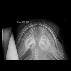 Carcharhinus amboinensis