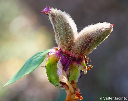 Paeonia broteri