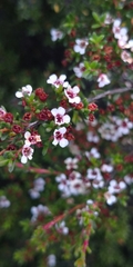 Leptospermum rupestre