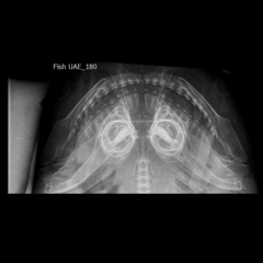 Carcharhinus amboinensis