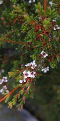 Leptospermum rupestre