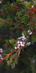Leptospermum rupestre