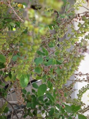 Ocimum tenuiflorum