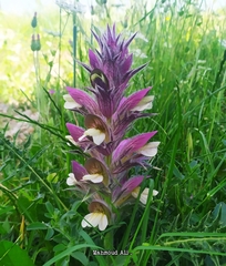 Acanthus syriacus