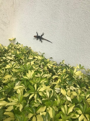 Agama picticauda image