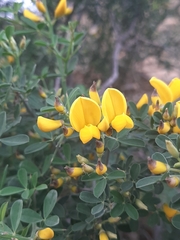 Calicotome spinosa