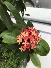 Ixora