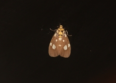 Cyme septemmaculata