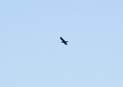 Corvus corax kamtschaticus