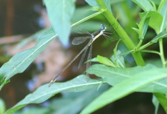 Lestes inaequalis