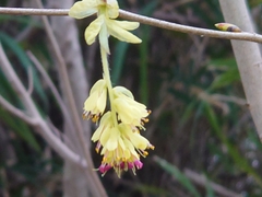 Corylopsis spicata