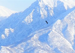Corvus corax kamtschaticus