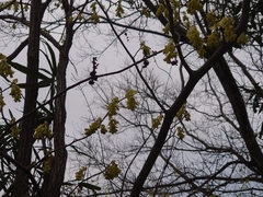 Corylopsis spicata